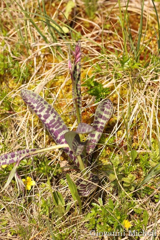 Dactylorhiza majalis